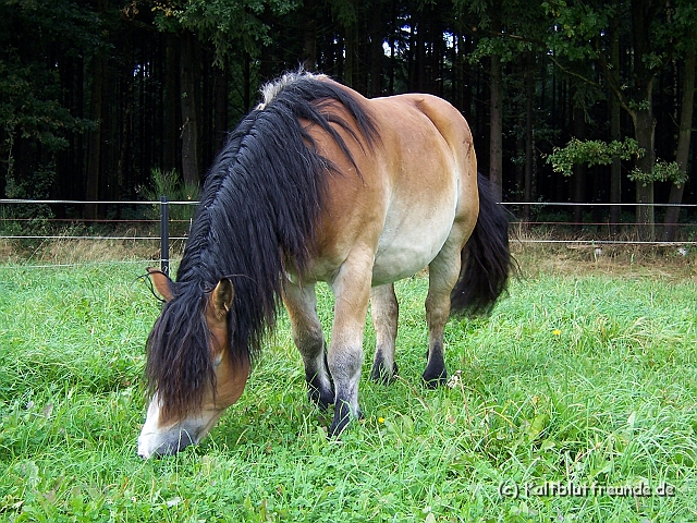 Bild 022.jpg